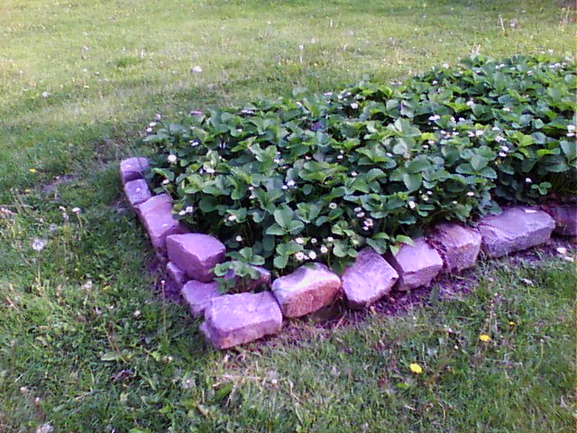Strawberry plant bed visible