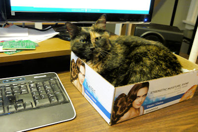 Miss Raisinetta in her box by my side
