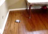 Click to see a movie of Roundabout navigating a room
